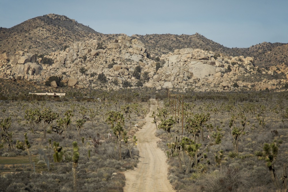 A sandy track through a forest of Joshua trees toward a rocky ridge