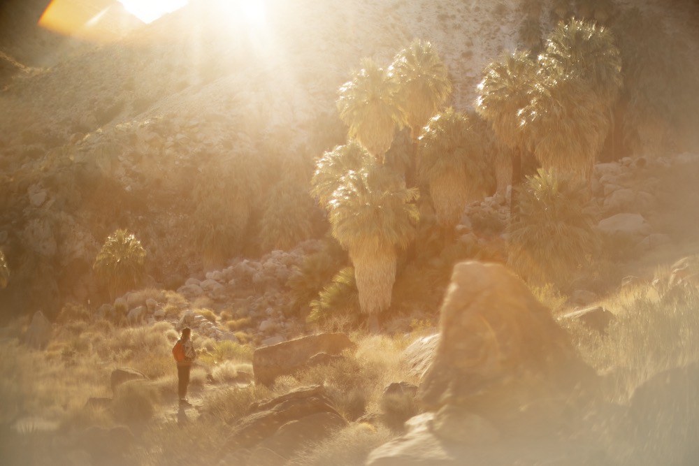 A small figure walking into bright sunlight beneath fan palms