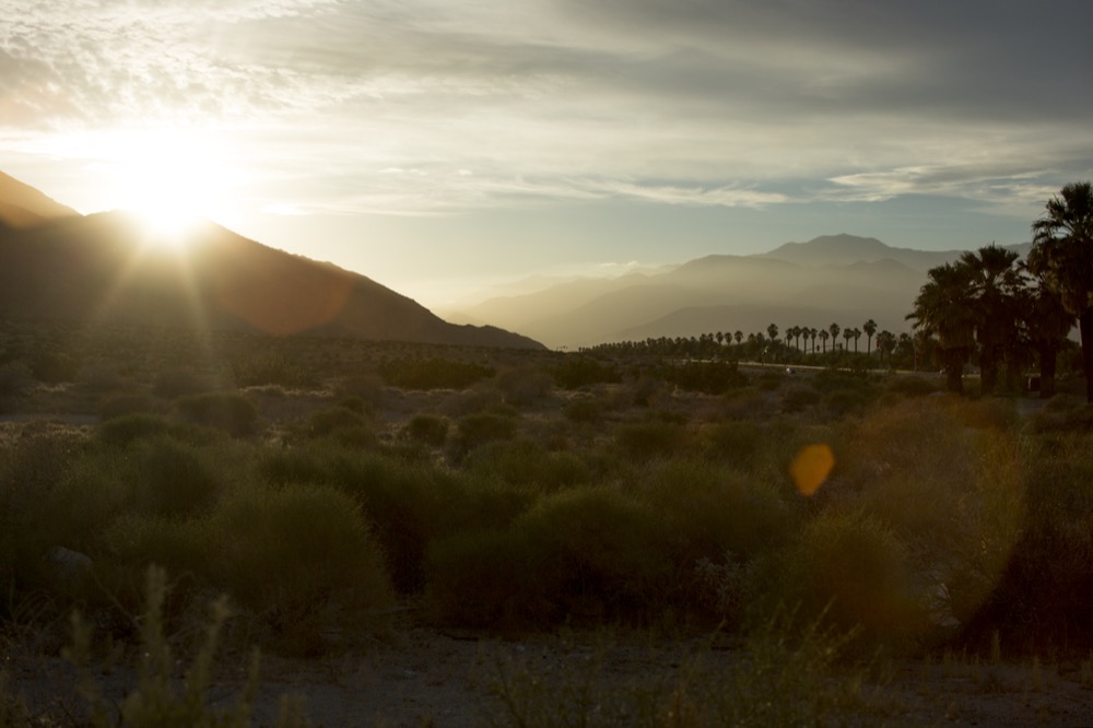 Palm trees and the valley floor at sundown